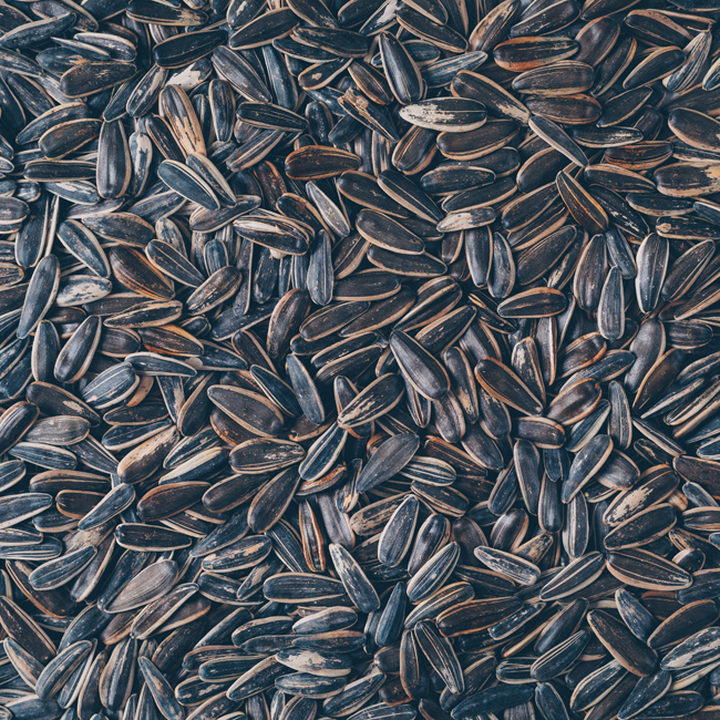 Sunflower-Seeds