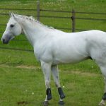 Anglo-Arab-Horse