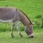 Donkey
