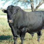 Drakensberger-Cattle