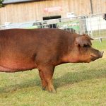 Duroc-Pig