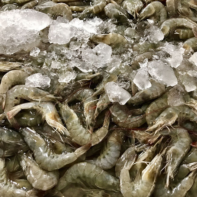 Fresh-King-Prawns