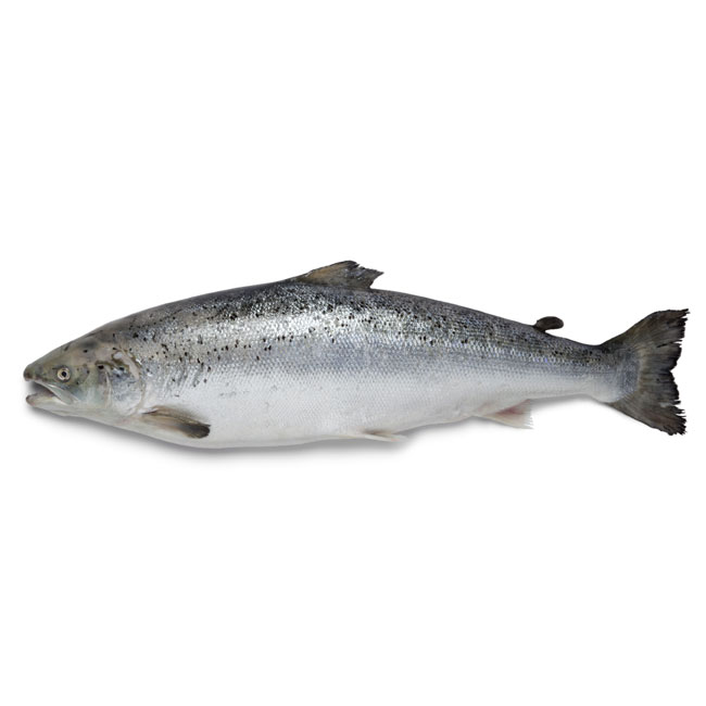 Fresh-Salmon