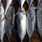 Fresh-Tuna