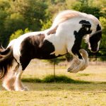 Gypsy-Horse
