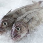 Haddock-Fish