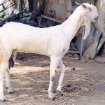 Jamunapari-Dairy-Goat