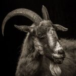 Sahelian-Goats