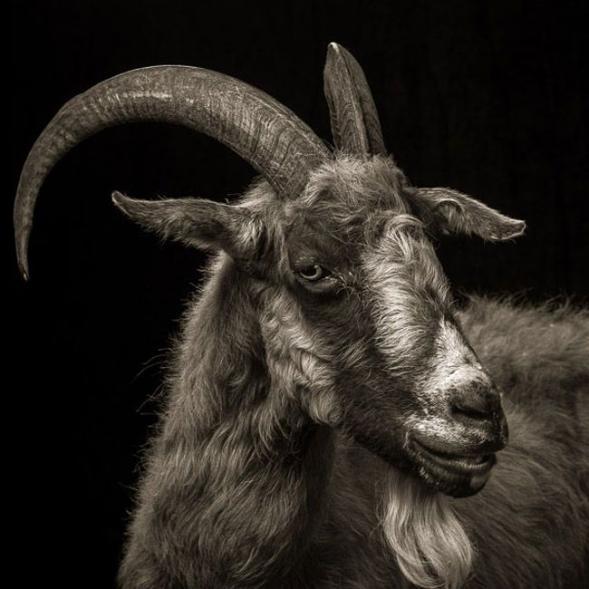 Sahelian-Goats