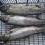 Trout