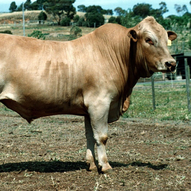 Tuli-Cattle