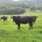 Wagyu-Cattle
